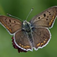 Le Cuivré fuligineux (Lycaena tityrus) mâle