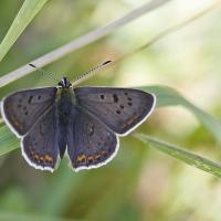 Le Cuivré fuligineux (Lycaena tityrus)