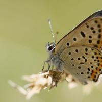 Le Cuivré fuligineux (Lycaena tityrus)