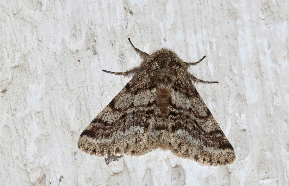 La Phalène hérissée (Lycia hirtaria)