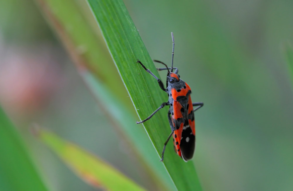 Punaise ecuyère (Lygaeus equestris)