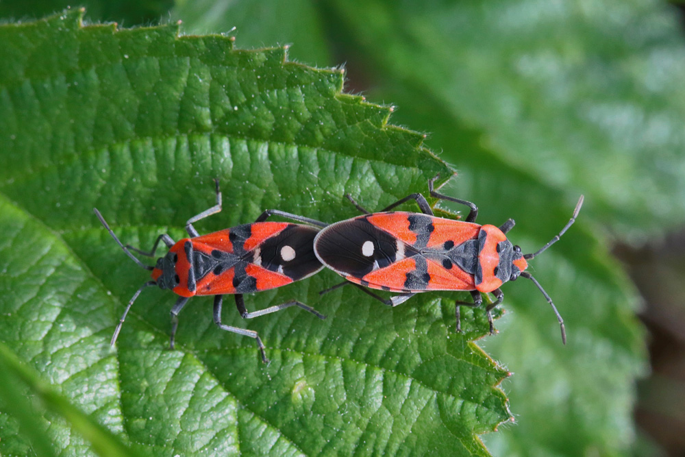 Punaise ecuyère (Lygaeus equestris)
