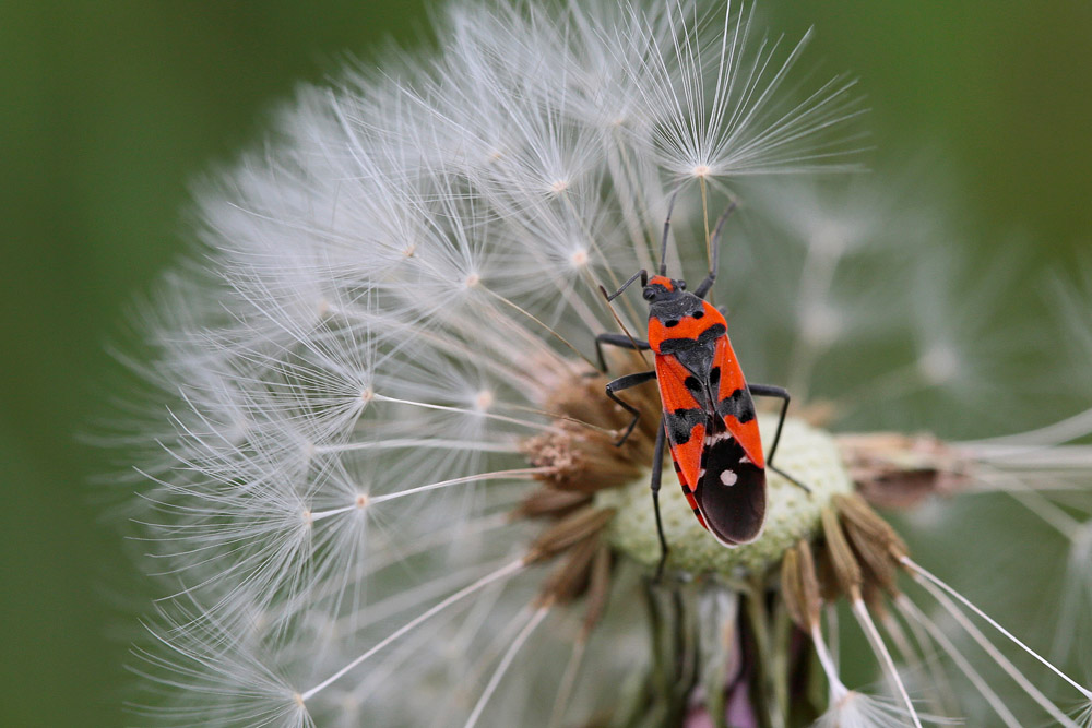 Punaise ecuyère (Lygaeus equestris)