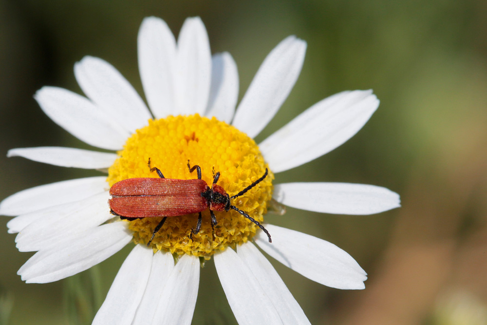 Lycie sanguine (Lygistopterus sanguineus)