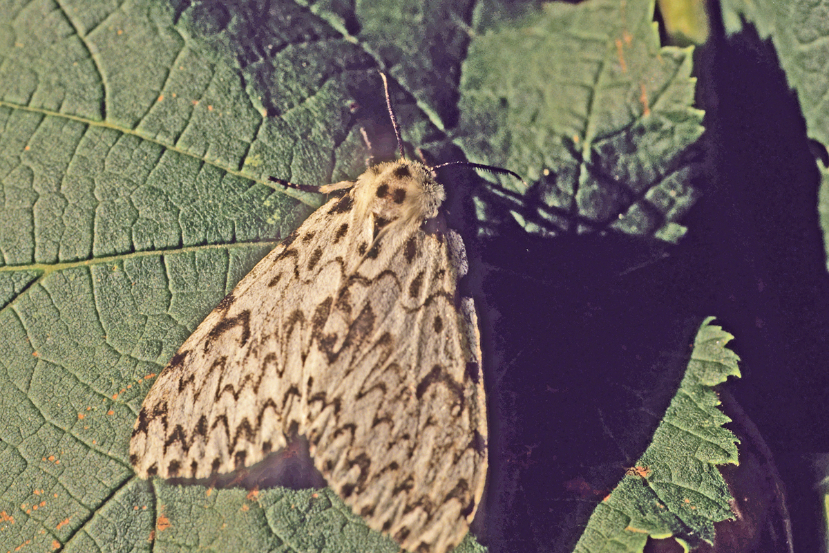La Nonne (Lymantria monacha)