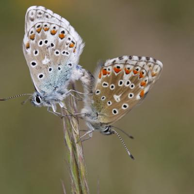 L'Azuré bleu céleste ou Belargus (Polyommatus belargus)