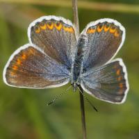 L'Azuré bleu céleste ou Belargus (Polyommatus belargus) femelle
