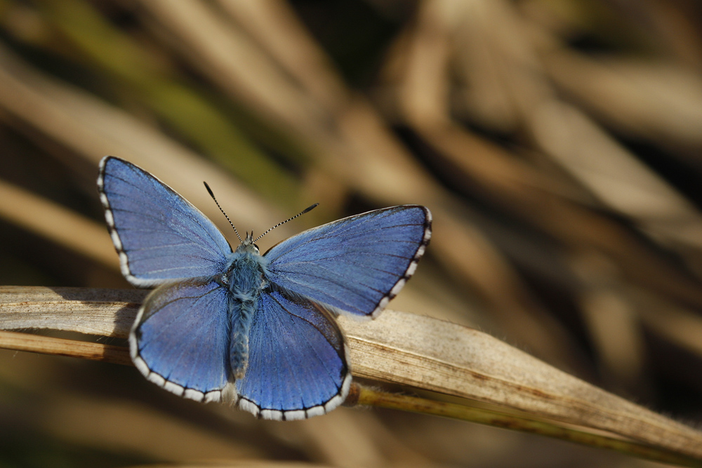 L'Azuré bleu céleste ou Belargus (Polyommatus belargus) mâle