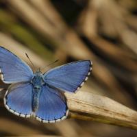 L'Azuré bleu céleste ou Belargus (Polyommatus belargus) mâle