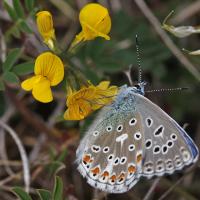 L'Azuré bleu céleste ou Belargus (Polyommatus belargus)