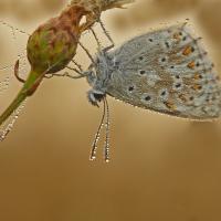Argus bleu nacré (Polyommatus coridon)