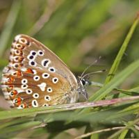 Argus bleu nacré (Polyommatus coridon)