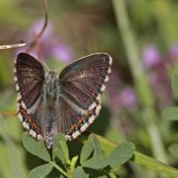 Argus bleu nacré (Polyommatus coridon) femelle