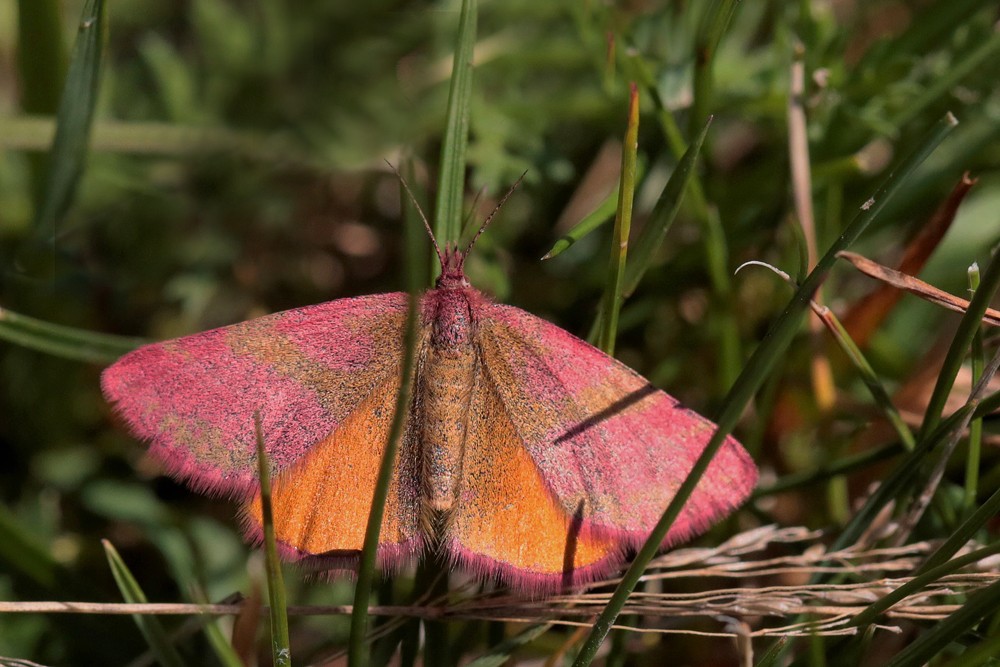 L'Ensanglanté de l'oseille (Lythria cruentaria)