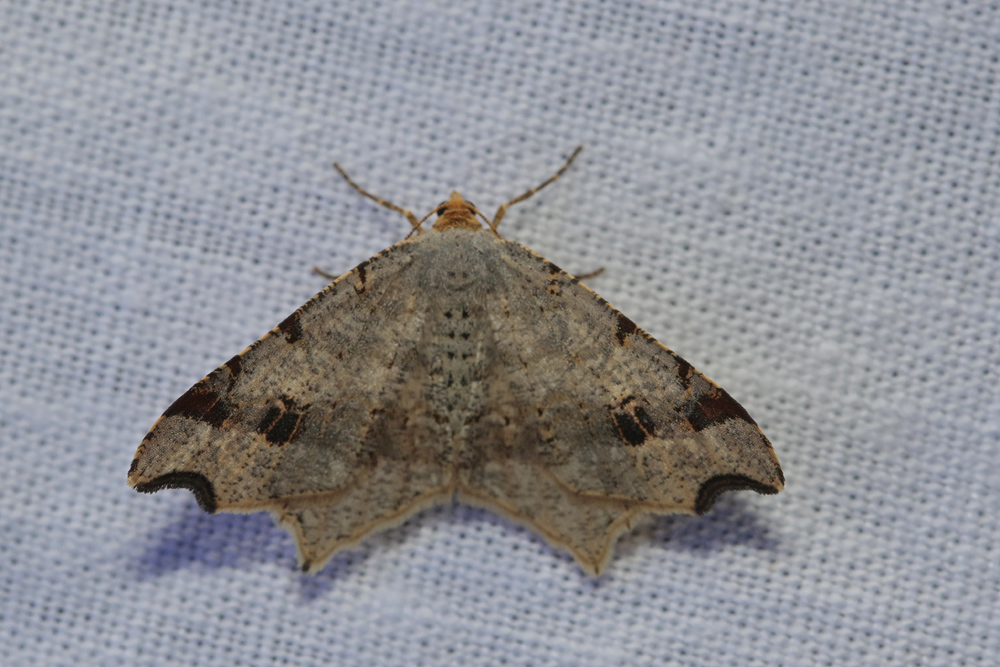 La Philobie alternée (Macaria alternata)