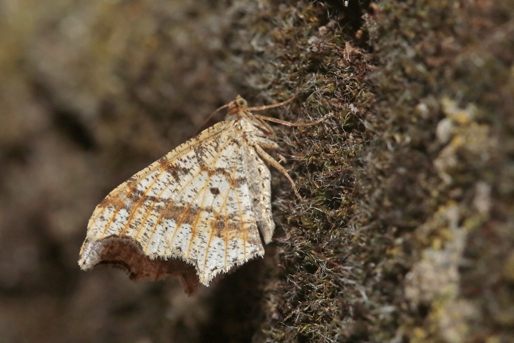 La Philobie tachetée (Macaria notata)