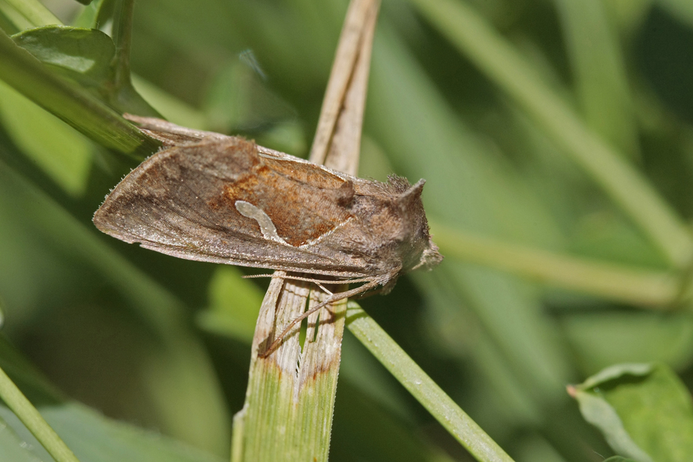 La Goutte d'argent (Macdunnoughia confusa)