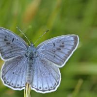 Azuré du serpolet (Maculinea arion)