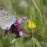 Azuré du serpolet (Maculinea arion)
