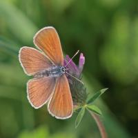 Azuré des paluds (Maculinea nausithous)