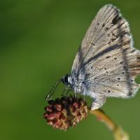 Azuré de la sanguisorbe (Maculinea telejus)
