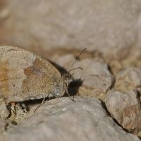 Le Myrtil (Maniola jurtina)