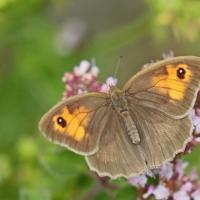 Le Myrtil (Maniola jurtina) femelle