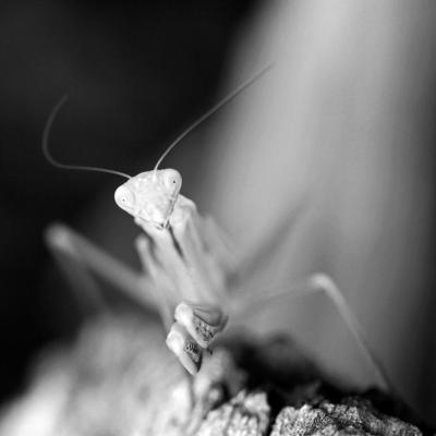 Mante religieuse (Mantis religiosa)