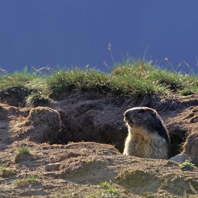 Marmottes (Marmota marmota)
