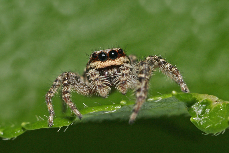 Saltique (Marpissa muscosa)