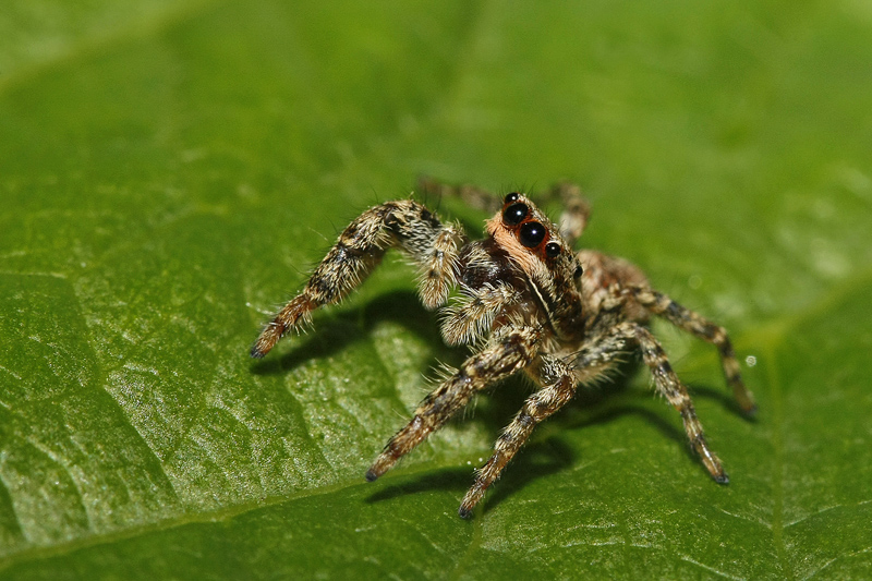 Saltique (Marpissa muscosa)
