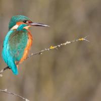 Martin pêcheur  (Alcedo athis)