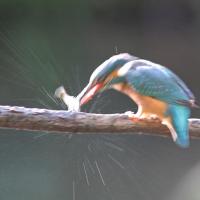 Martin pêcheur  (Alcedo athis)