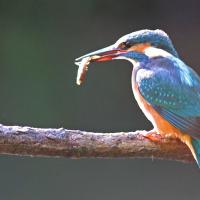 Martin pêcheur  (Alcedo athis)