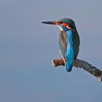 Martin pêcheur  (Alcedo athis)