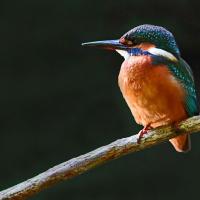Martin pêcheur  (Alcedo athis)