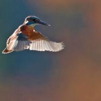 Martin pêcheur  (Alcedo athis)