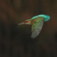Martin pêcheur  (Alcedo athis)