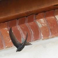 Martinet noir (Apus apus)