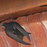 Martinet noir (Apus apus)