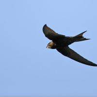 Martinet noir (Apus apus)