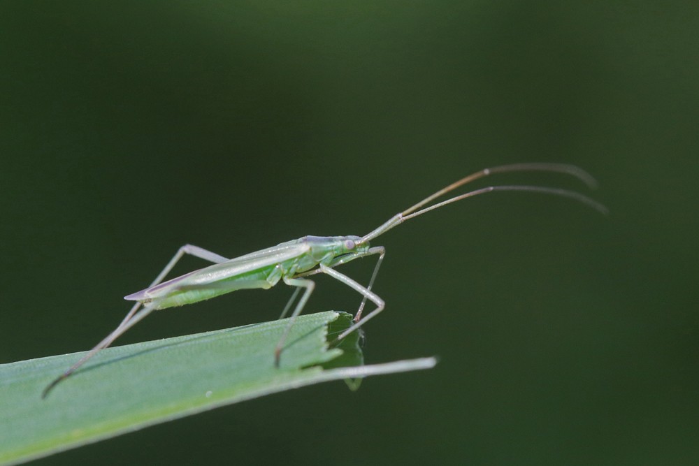 Punaise verte à antennes droites (Megaloceroea recticornis)