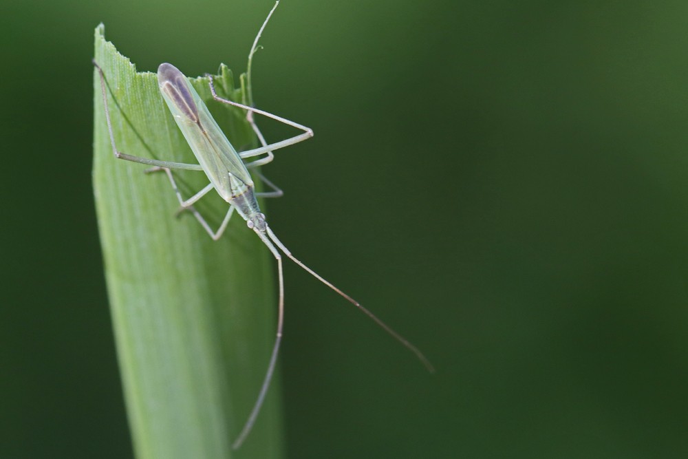 Punaise verte à antennes droites (Megaloceroea recticornis)