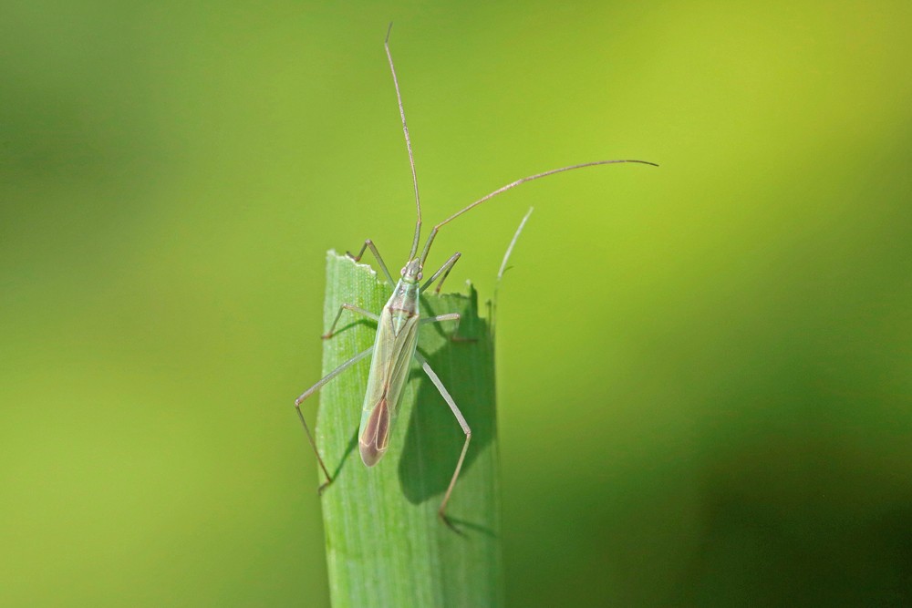 Punaise verte à antennes droites (Megaloceroea recticornis)