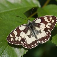 Le Demi deuil (Melanargia  galathea)