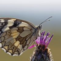 Le  Demi deuil (Melanargia galathéa)