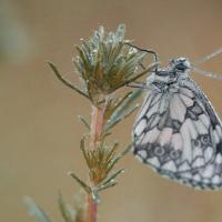 Le Demi deuil (Melanargia  galathea)