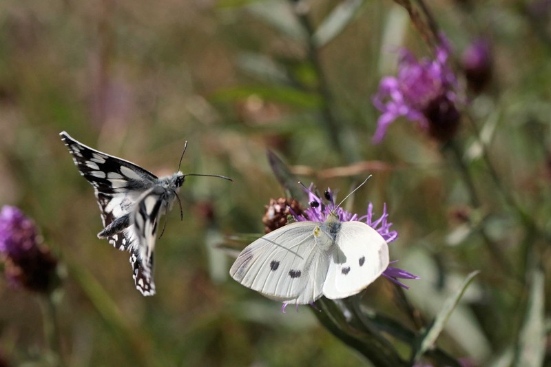 Demi deuil x Pièride de la rave (Melanargia x pieris rapae)