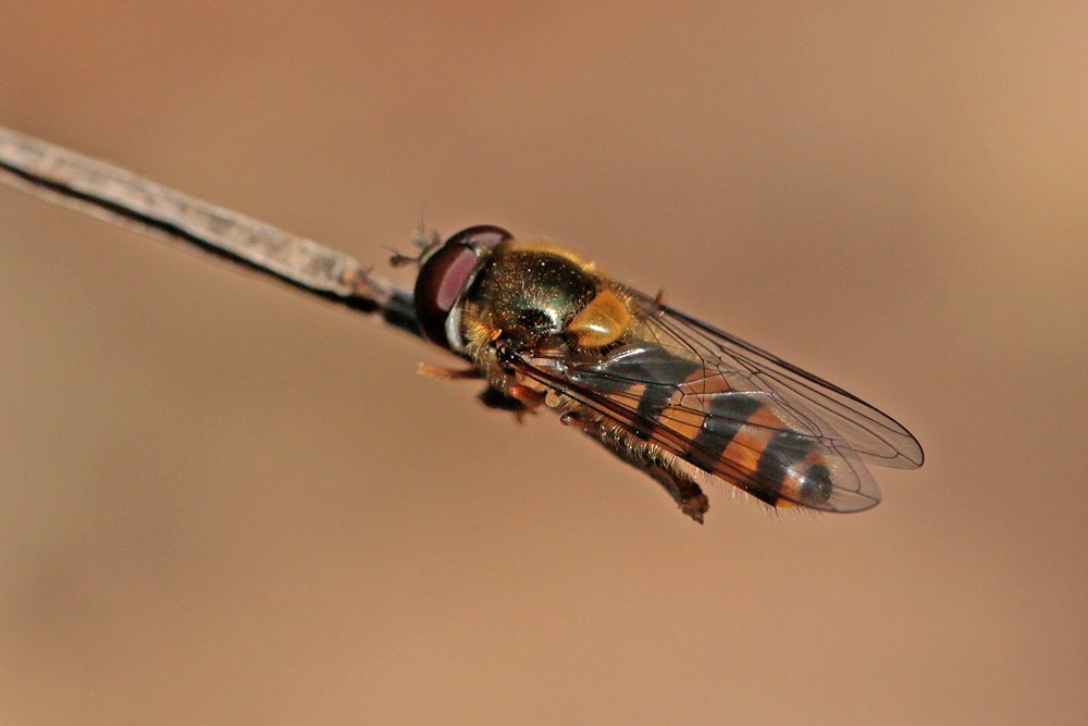 Meligramma cincta