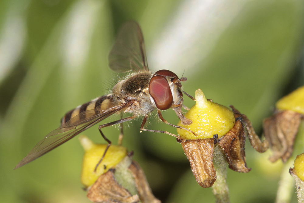 Meliscaeva auricollis